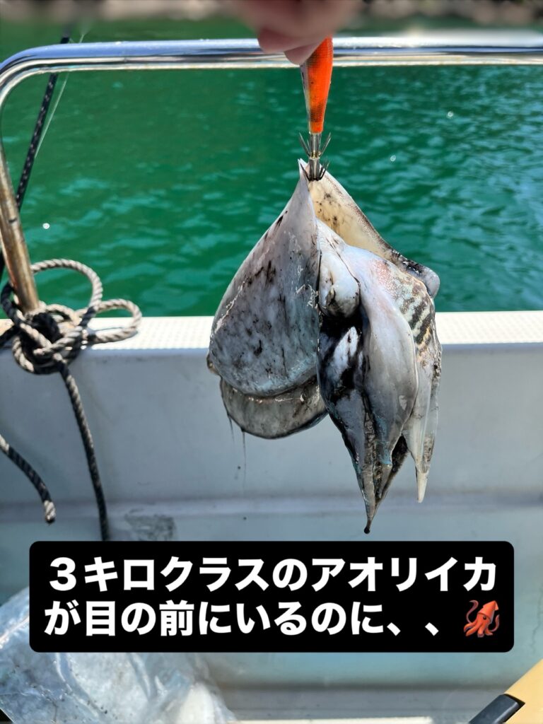３キロクラスのアオリイカが目の前にいるのに