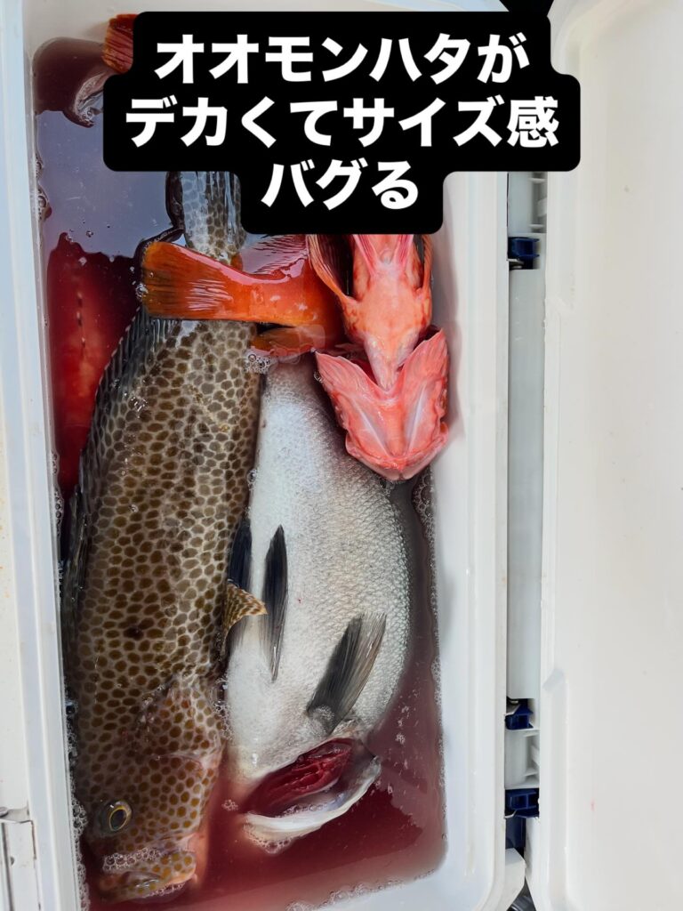 オオモンハタがデカくてサイズ感バグる