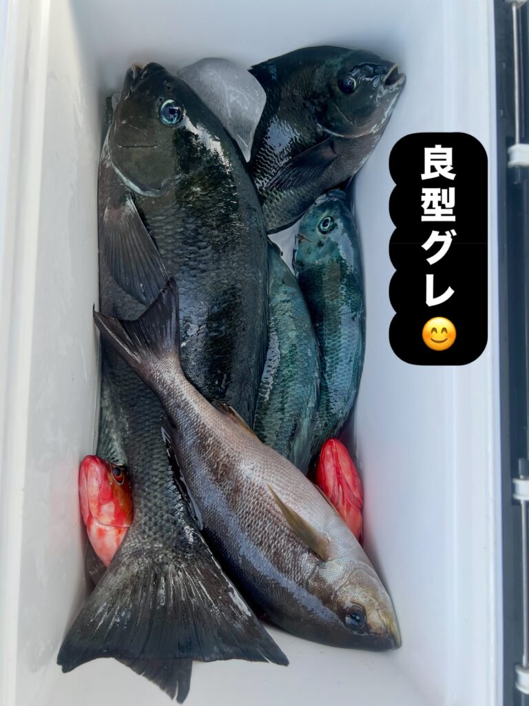 良型グレ