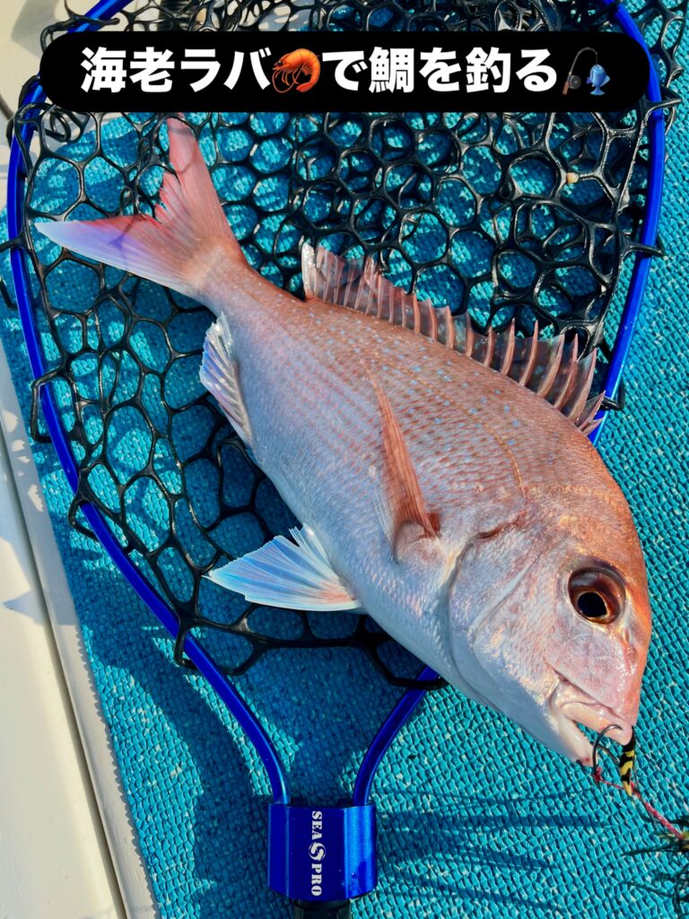 海老ラバで鯛を釣る