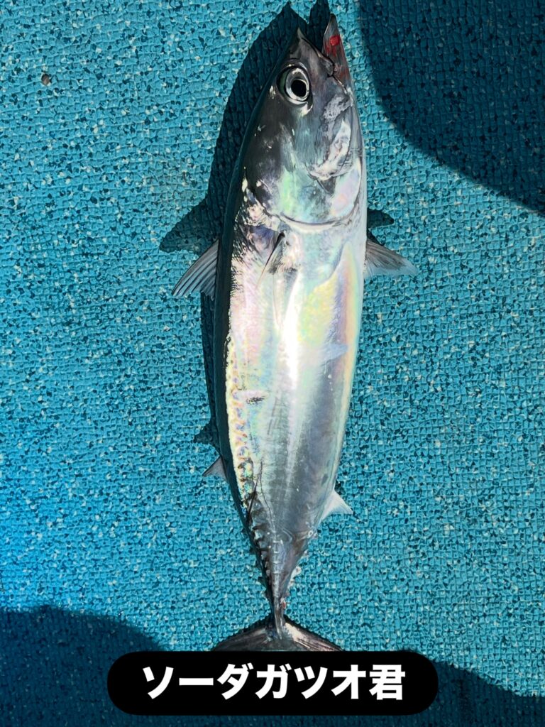 ソーダガツオ君