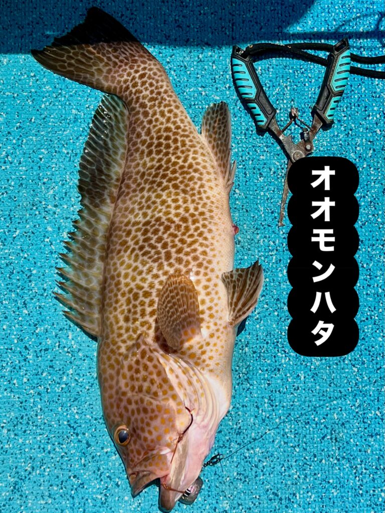オオモンハタ