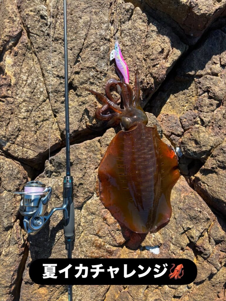 夏イカチャレンジ