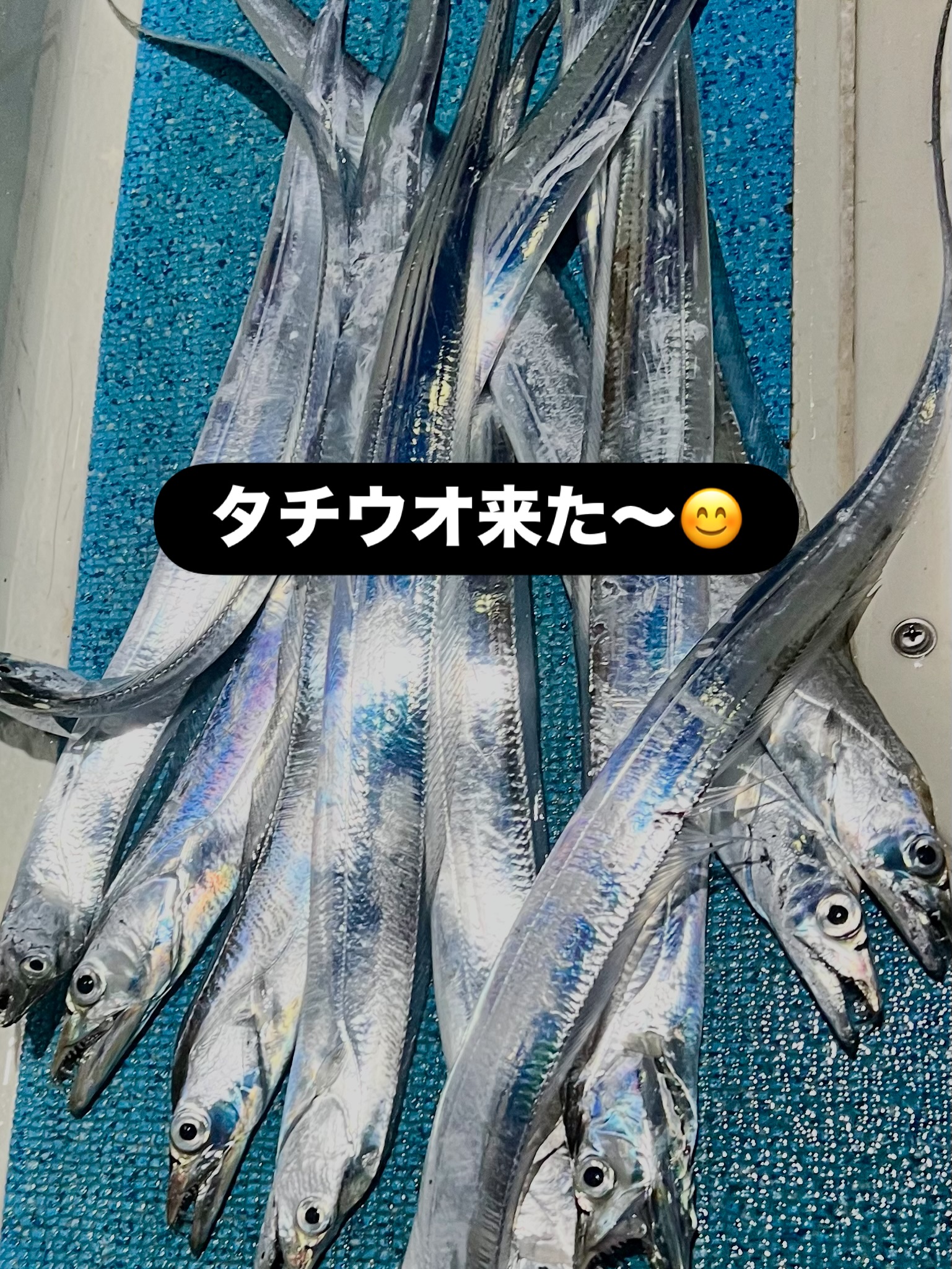 タチウオのシーズン到来! アオリイカも釣れています