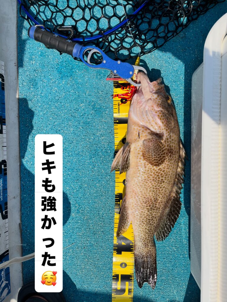 ５０cmアップのBIGなオオモンハタをゲット☺️
ヒキも強かったですね🐟💨
スリリングな攻防戦でした😊
キジハタやアカハタも釣れました🐟🐟🐟
今度はぜひマダイの大物を釣ってください🎣

#オオモンハタ
#キジハタ
#タイラバ
#海老ラバ
#海榮丸