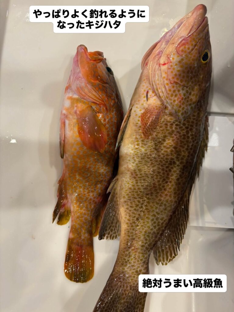５０cmアップのBIGなオオモンハタをゲット☺️
ヒキも強かったですね🐟💨
スリリングな攻防戦でした😊
キジハタやアカハタも釣れました🐟🐟🐟
今度はぜひマダイの大物を釣ってください🎣

#オオモンハタ
#キジハタ
#タイラバ
#海老ラバ
#海榮丸