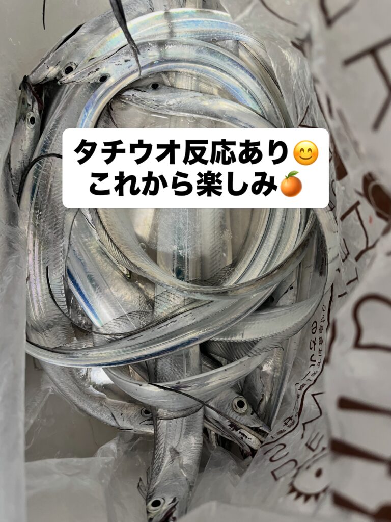 タチウオ良いですね🐟
20g〜40gくらいのジグで釣れています🎣
最近、磯の周りで小型のサメを見ることが多かったのですが、
この日はハンマーヘッドシャークが釣れました。
小さくてかわいらしかったです。優しくリリースしました😊

#ハンマーヘッドシャーク
#アカシュモクザメ
#タチウオ釣果
#タチウオルアー
#太刀魚