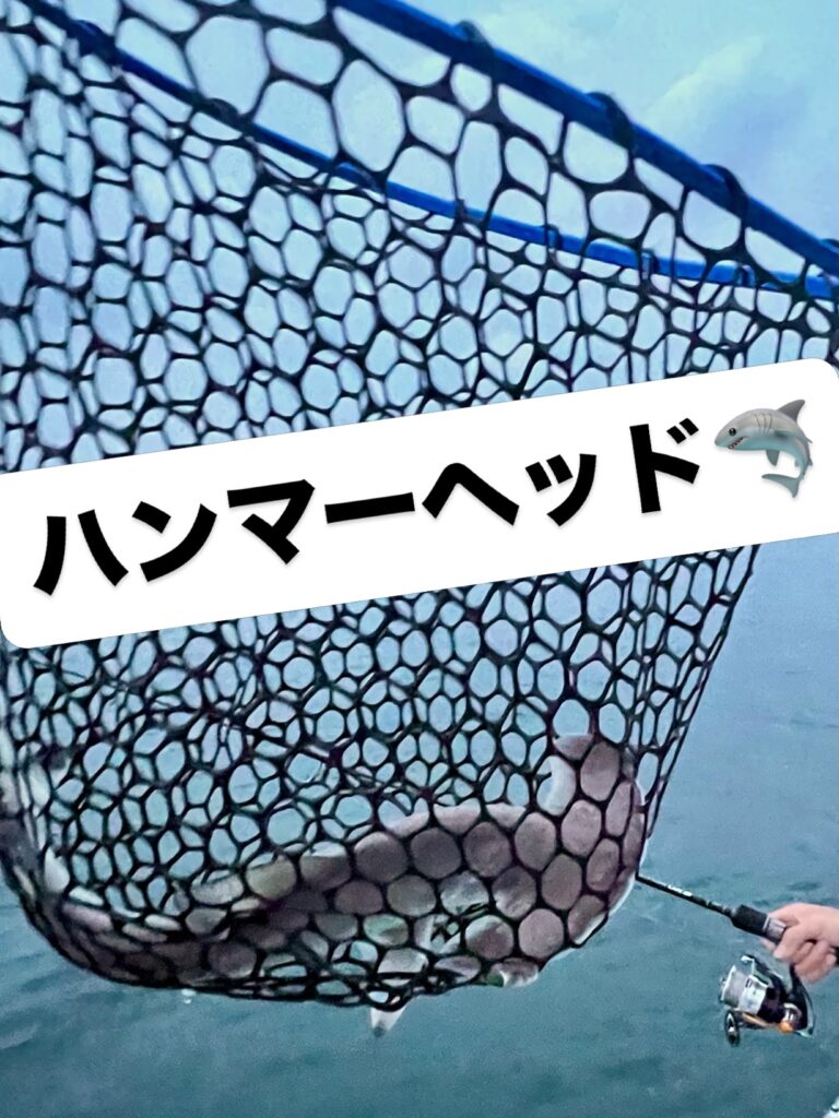 タチウオ良いですね🐟
20g〜40gくらいのジグで釣れています🎣
最近、磯の周りで小型のサメを見ることが多かったのですが、
この日はハンマーヘッドシャークが釣れました。
小さくてかわいらしかったです。優しくリリースしました😊

#ハンマーヘッドシャーク
#アカシュモクザメ
#タチウオ釣果
#タチウオルアー
#太刀魚