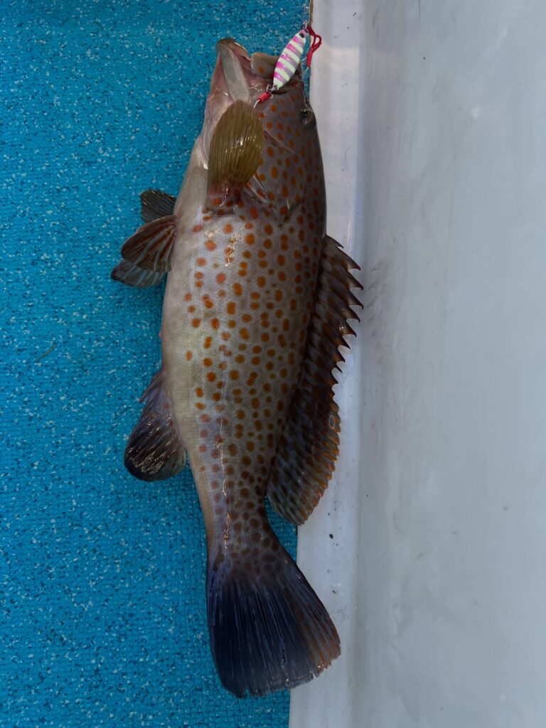 チウオ、根魚、シブダイ行きたいけど、、、
またまたウネリが、、😂
早く収まってほしい。。🌊

この根魚、なんか違う😯
調べてみたらどうやら『キテンハタ』らしい。
特徴は、尾びれの上側1/3にだけ斑点があり、下側2/3は暗色で模様がないというユニークな尾びれ😊珍しい🐟

凄く部分的に雨を降らす雨雲☁️
半夜、夜釣りは夕立ちあるかもですね☂️

#タチウオ
#太刀魚
#タチウオ釣り
#キテンハタ
#珍しい魚