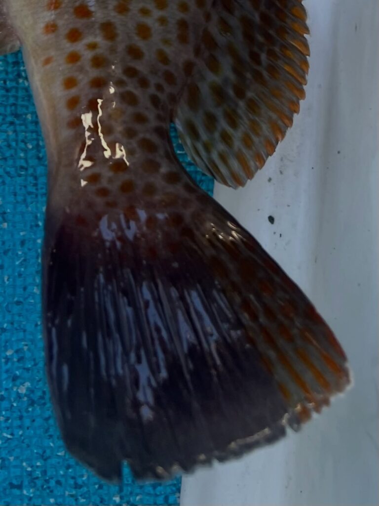 チウオ、根魚、シブダイ行きたいけど、、、
またまたウネリが、、😂
早く収まってほしい。。🌊

この根魚、なんか違う😯
調べてみたらどうやら『キテンハタ』らしい。
特徴は、尾びれの上側1/3にだけ斑点があり、下側2/3は暗色で模様がないというユニークな尾びれ😊珍しい🐟

凄く部分的に雨を降らす雨雲☁️
半夜、夜釣りは夕立ちあるかもですね☂️

#タチウオ
#太刀魚
#タチウオ釣り
#キテンハタ
#珍しい魚