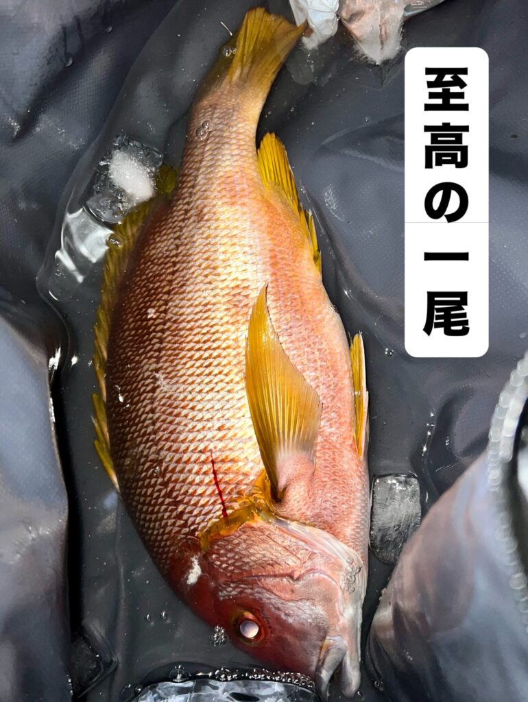 フエフキに翻弄されながら試行錯誤の半夜釣り🎣
諦めかけたその時、不意に襲ってくる激震🐟

シブダイ１.６㎏おめでとうございます㊗️🎈🎉