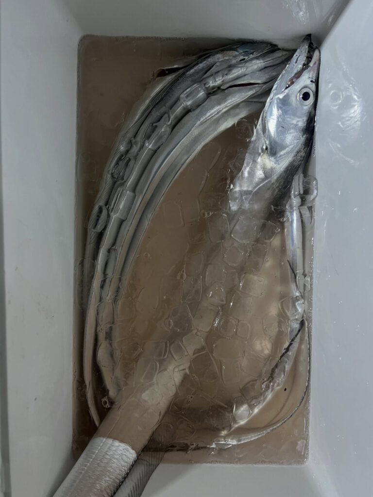 夕方17:30からの出航🚤

反応あるけど薄いし、小さいし。。。
なかなか食いが立たない状況。
コツっ、で終わり😢

広範囲をウロウロしましたところ、マズメにゴールデンタイム。
2時間ちょっとの釣りでしたが、タチウオ君の姿が見れて良かったよかった🐟🐟🐟😊

本日は陽があるうちはジギング。
陽が沈んだらテンヤみたいな感じでしょうか😊

#タチウオ
#太刀魚
#ハイブリッドクロス
#ナイト太刀魚
#ナイトタチウオ
