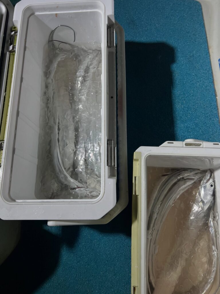 夕方17:30からの出航🚤

反応あるけど薄いし、小さいし。。。
なかなか食いが立たない状況。
コツっ、で終わり😢

広範囲をウロウロしましたところ、マズメにゴールデンタイム。
2時間ちょっとの釣りでしたが、タチウオ君の姿が見れて良かったよかった🐟🐟🐟😊

本日は陽があるうちはジギング。
陽が沈んだらテンヤみたいな感じでしょうか😊

#タチウオ
#太刀魚
#ハイブリッドクロス
#ナイト太刀魚
#ナイトタチウオ