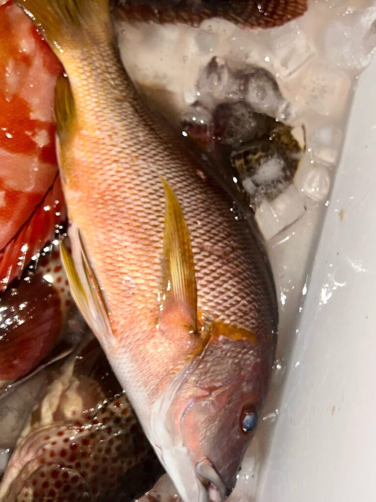 ウネリガ少し落ち着けばシブダイChance😁
タマンの良型や、チヌ、ヘダイ多数の中から、この日もしっかりシブダイをGETされていました。
ウロコをとってあるシブダイは40cmオーバーのナイスな一尾👍
夜の根魚も良型です👍
アタリ、引きともに豪快でスリリングな釣りシブダイ釣りは楽し過ぎます😍新規ポイント開拓も順調です🏝️
今年はシブダイ当たり年🎯もう少し釣れ続きそうな予感😊
チャレンジャー＆開拓者募集中👥
