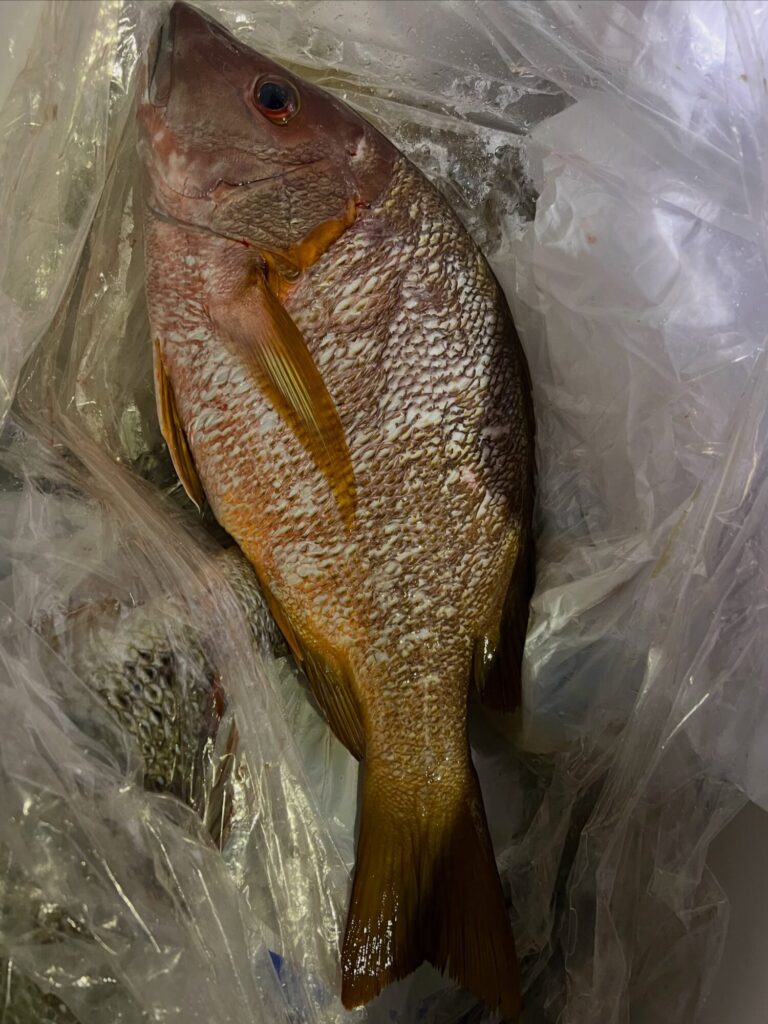 ウネリガ少し落ち着けばシブダイChance😁
タマンの良型や、チヌ、ヘダイ多数の中から、この日もしっかりシブダイをGETされていました。
ウロコをとってあるシブダイは40cmオーバーのナイスな一尾👍
夜の根魚も良型です👍
アタリ、引きともに豪快でスリリングな釣りシブダイ釣りは楽し過ぎます😍新規ポイント開拓も順調です🏝️
今年はシブダイ当たり年🎯もう少し釣れ続きそうな予感😊
チャレンジャー＆開拓者募集中👥