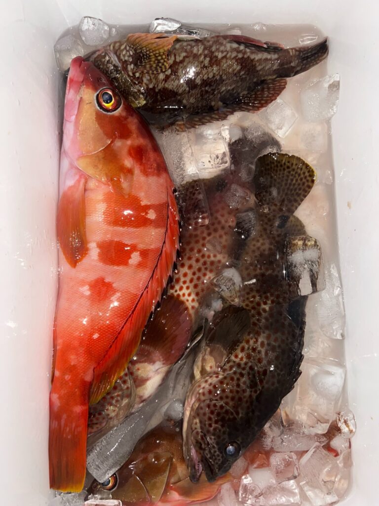 ウネリガ少し落ち着けばシブダイChance😁
タマンの良型や、チヌ、ヘダイ多数の中から、この日もしっかりシブダイをGETされていました。
ウロコをとってあるシブダイは40cmオーバーのナイスな一尾👍
夜の根魚も良型です👍
アタリ、引きともに豪快でスリリングな釣りシブダイ釣りは楽し過ぎます😍新規ポイント開拓も順調です🏝️
今年はシブダイ当たり年🎯もう少し釣れ続きそうな予感😊
チャレンジャー＆開拓者募集中👥