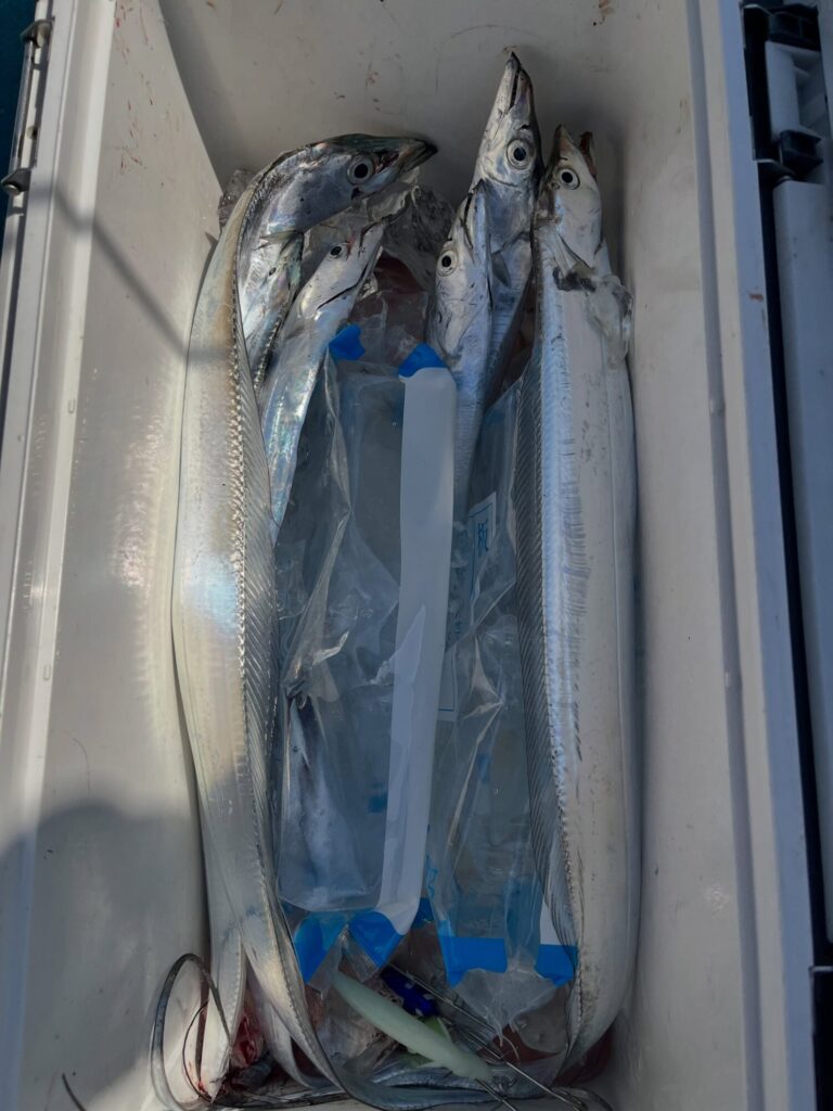良型も混じりポツポツと拾う感じのタチウオ釣りでした🎣
高校生2人もまだまだ暑い中頑張ってくれました😊
